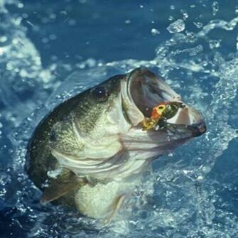 Bass Fishing Wallpaper iPhone V Fish Live