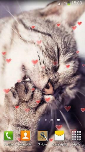 Gattini Teneri Sfondi Animati App Per Android