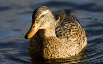 Desktop Wallpaper Of A Brown Female Mallard Duck