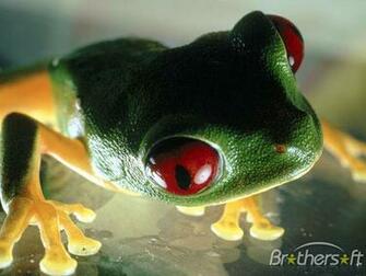 Amusing Frogs Screensaver