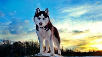 Husky Siberian Cynical