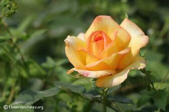 Rose Flower Wallpaper