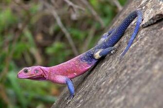 Cool Lizard Wallpaper Pictures Umad