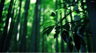 Green Leaf Wallpaper HD
