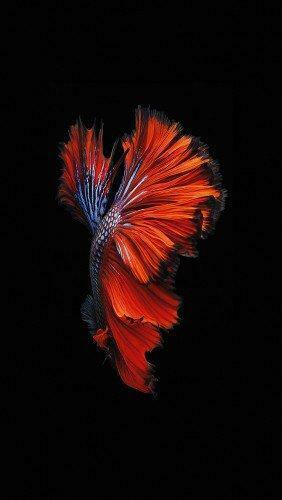 Ios9 Fish Live Background Dark Red iPhone6 Wallpaper Jpg