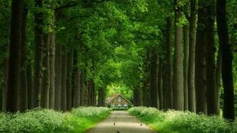 Tree House Way HD Wallpaper Wallpaperfx