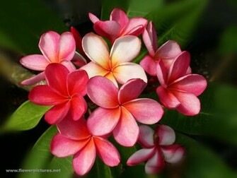 Hawaiian Flowers Wallpaper