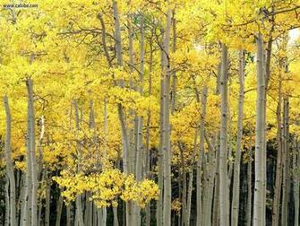 Autumn Aspen Kenosha Pass Pike National Forest Colorado In Full