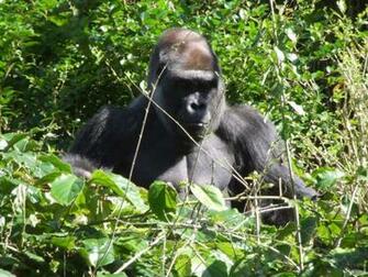 Cool Wallpaper Gorilla