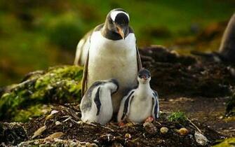 Baby Penguin Wallpaper Jpg