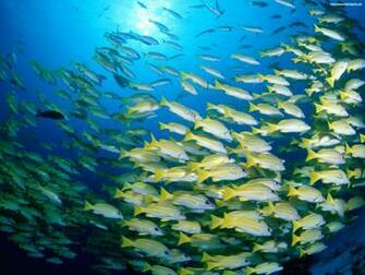 Imagen Tropical Fish Wallpaper HD Widescreen Gratis