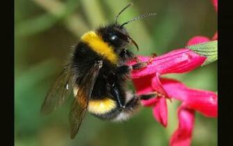 Bees Bumblee Bee HD Wallpaper General