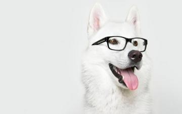 Christmas Dog Wallpaper Teahub Io