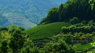 Beautiful Green Tea Gardens HD Wallpaper Desktop