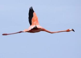 Oh And Did I Mention That Their Bright Pink Black Plumage