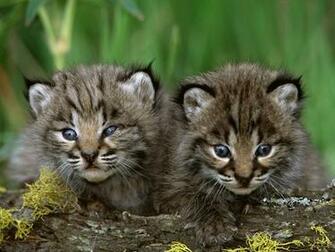 Lynx Cat Image Bobcat Kittens HD Wallpaper And Background