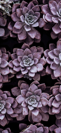 Purple Succulent iPhone Gardening Wallpaper
