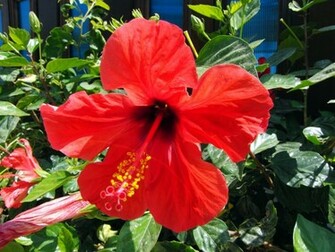 Hibiscus Flowers Wallpaper