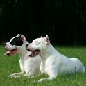 Argentine Dogo Wallpaper App For Android