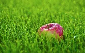 Apple In The Grass Wallpaper And Image