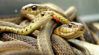 HD Wallpaper Desktop Background Computers Laptops Netbook Snakes