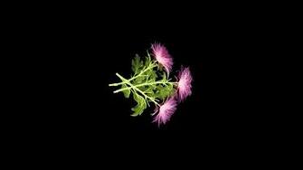 4d Neon Flowers Wallpaper Windows Apps On Microsoft Store