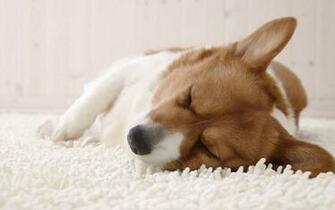 Corgi Sleeping Wallpaper Welsh
