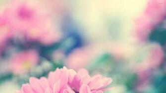 Daisies Wallpaper Pink