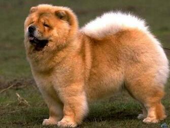 Wallpaper Dog Chow