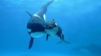 HD Animal Wallpaper With A Underwater Picture Of Orca Killer Whale