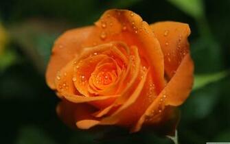 Orange Roses Wallpaper
