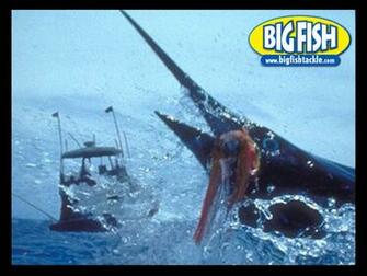 Marlin Wallpaper Fishing Computer