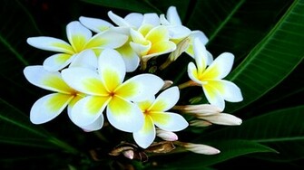Earth Frangipani Wallpaper