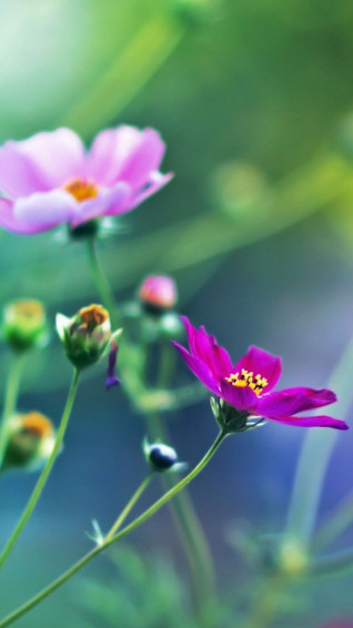 Mobile Flowers Wallpaper