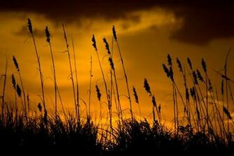 Tall Grass At Sunset Background Image Wallpaper