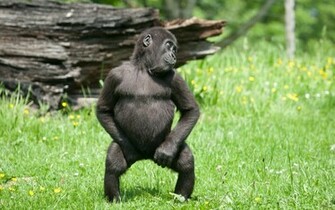 Funny Monkey Id