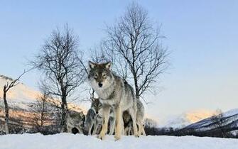 Pack Of Wolves Wallpaper