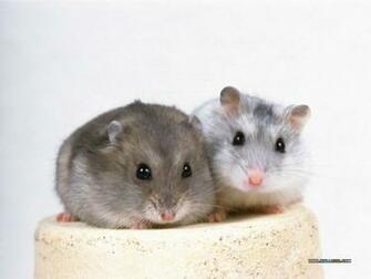 Little Creatures Hamster Wallpaper No