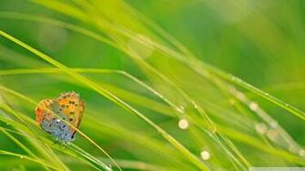 Butterfly Wallpaper Green