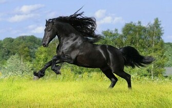 Animals Wallpaper Horse