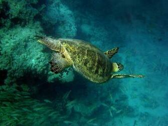 Magazine Wallpaper Green Sea Turtles