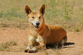 Pin Wild Dog Dingo Wallpaper Desktop