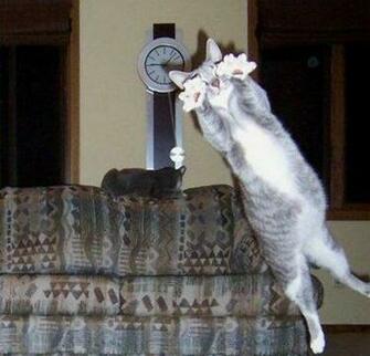 Cat Funny Wallpaper55 Best Wallpaper For Pcs