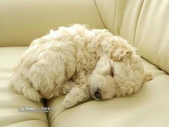 Lovable Toy Poodle Puppy Curly Coat Miniature Wallpaper