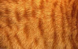 Descargar Fondos De Pantalla Piel Tigre Rojo HD Widescreen Gratis