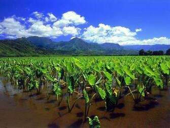 Complex Fields Magazine Kauai Colourful Background Image
