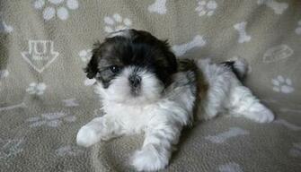 Sleepy Shih Tzu Puppies