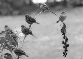 Black And White Image Of Birds Background HDblackwallpaper