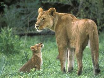 Big Cats Wallpaper Prints Posters Desktop