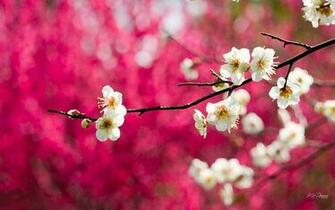 Cherry Blossom HD Wallpaper